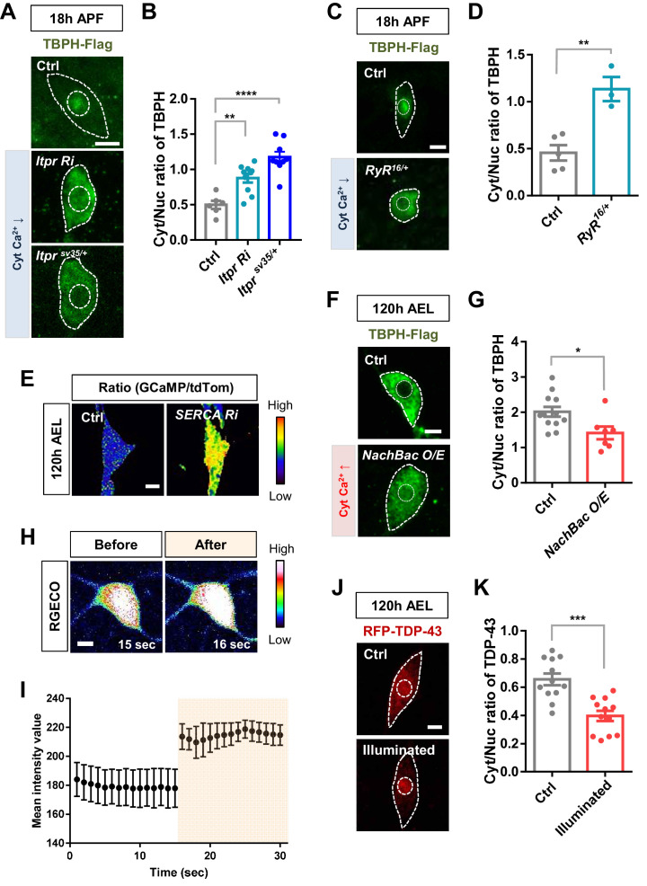 Figure 2—figure supplement 1.