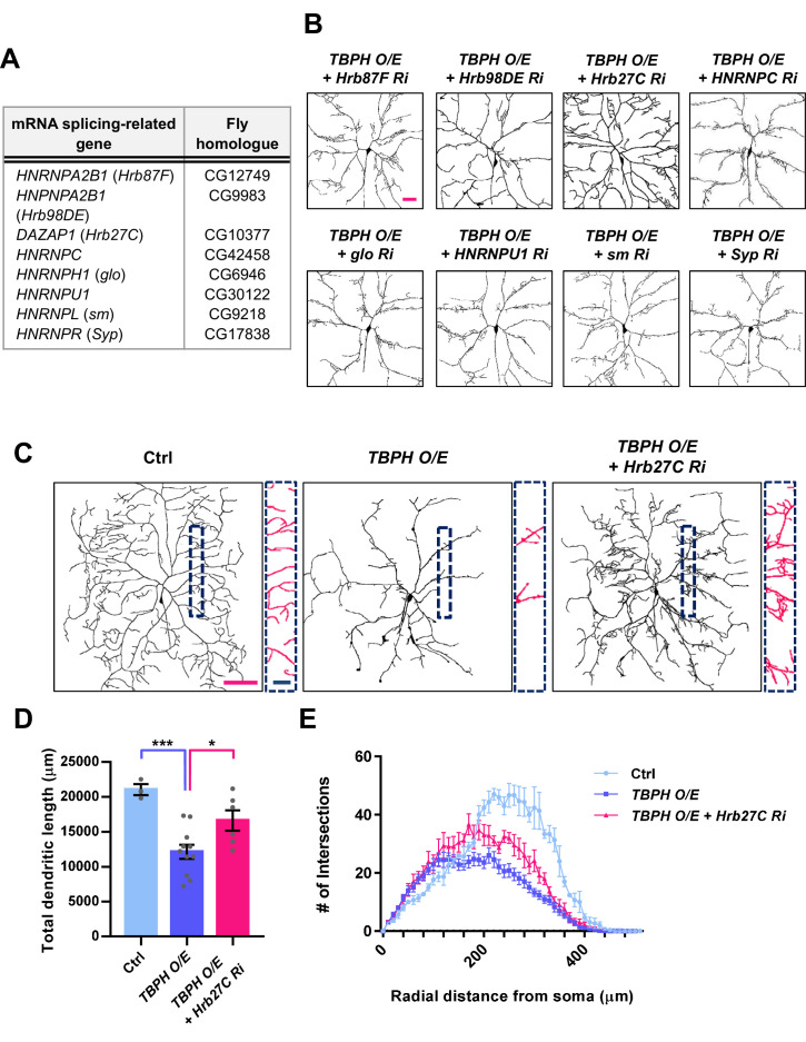 Figure 6—figure supplement 2.