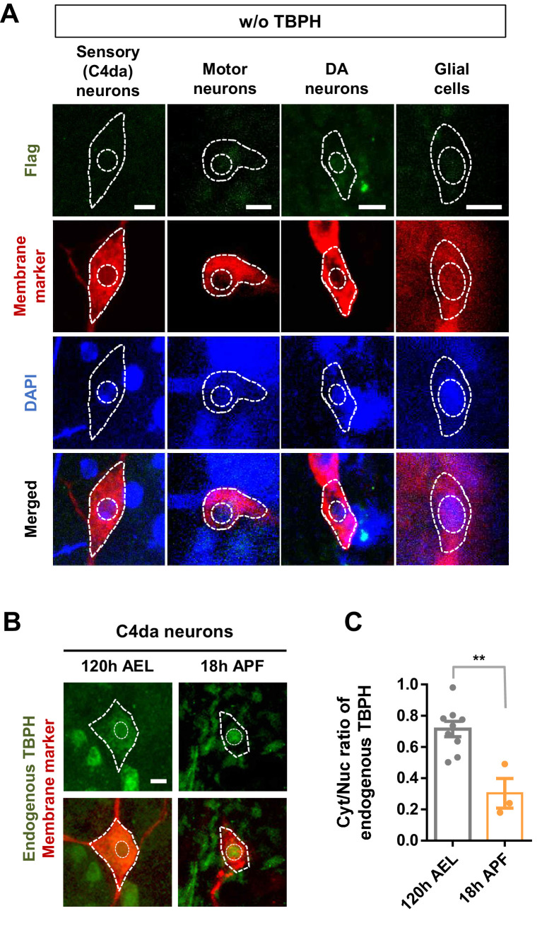 Figure 1—figure supplement 1.