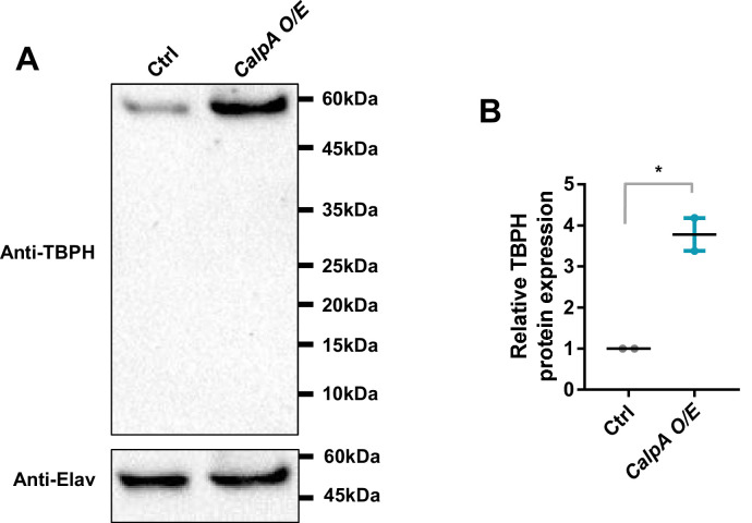 Figure 7—figure supplement 4.