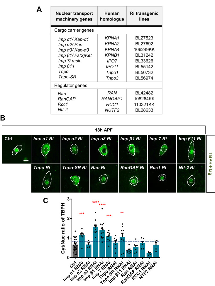 Figure 4—figure supplement 1.