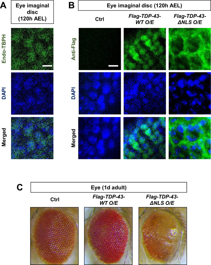 Figure 6—figure supplement 3.