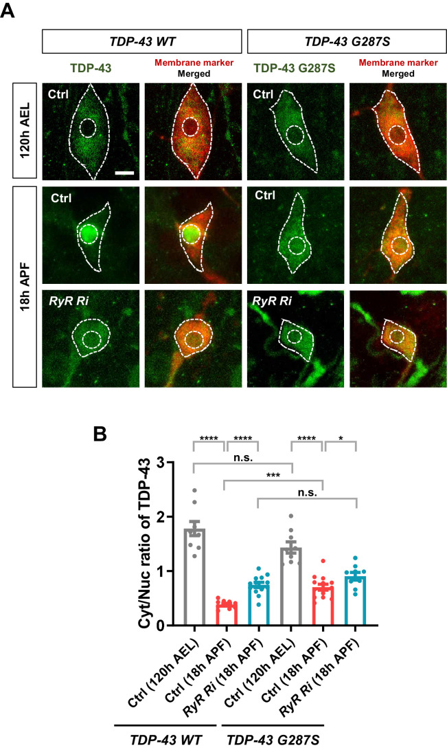 Figure 2—figure supplement 2.