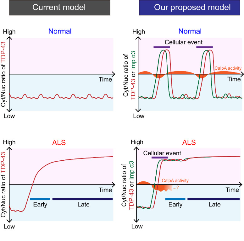 Figure 7—figure supplement 2.