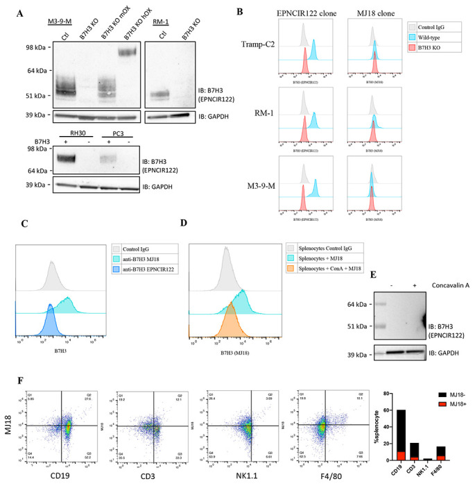 The anti-B7-H3 blocking antibody MJ18 does not recognize B7-H3 in ...