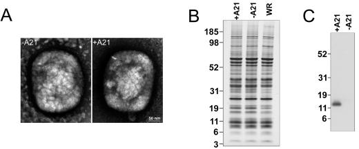 FIG. 6.