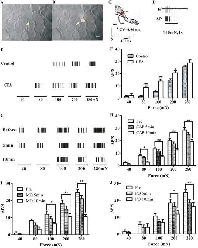 Fig. 3