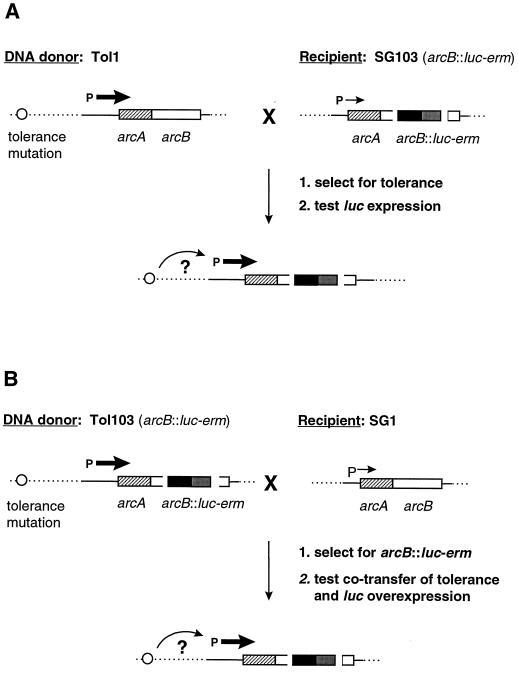 FIG. 6