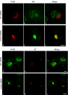 Figure 10.