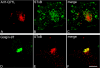 Figure 11.