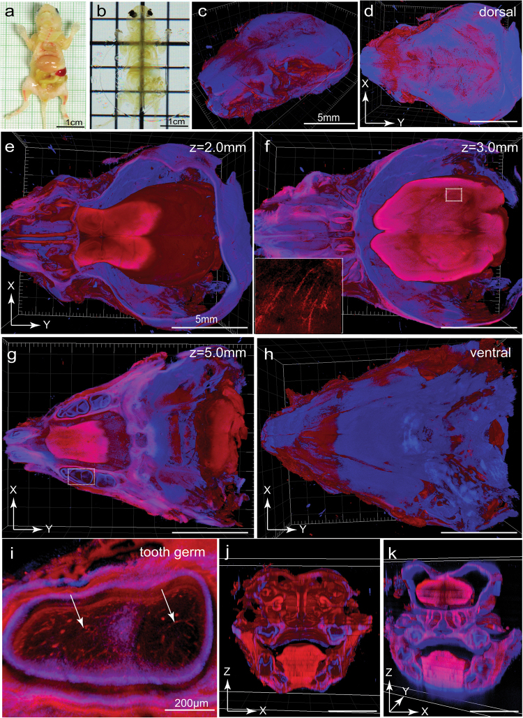 Fig. 3