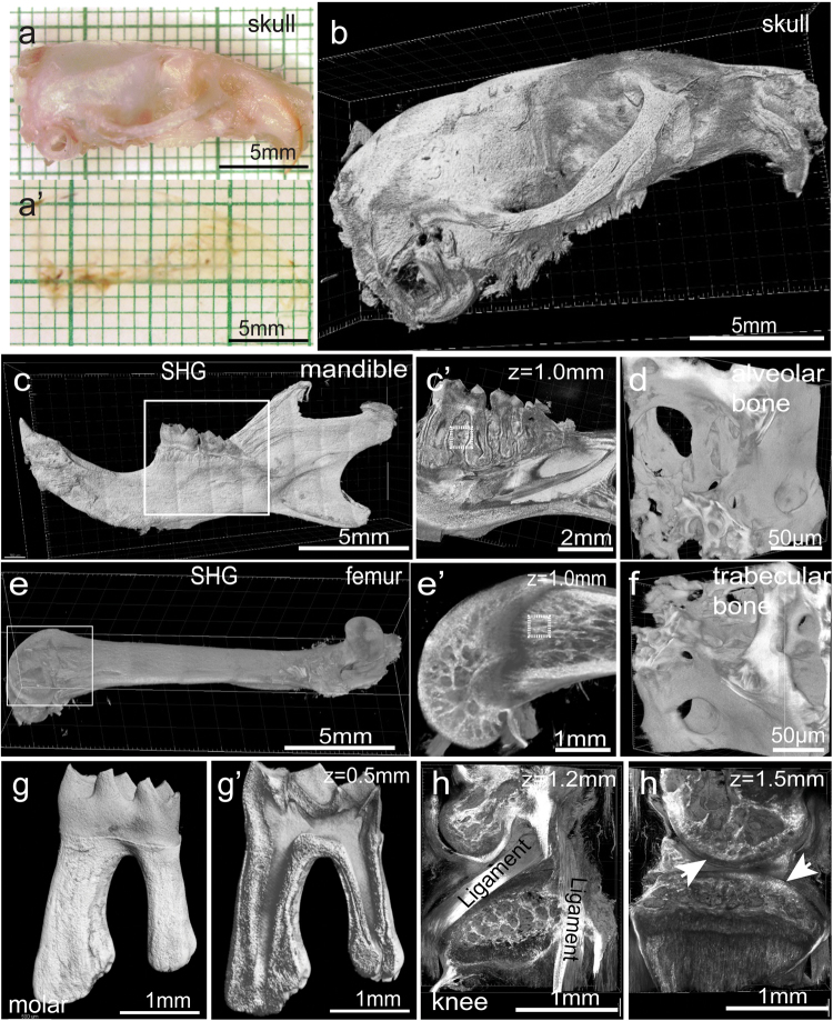 Fig. 4