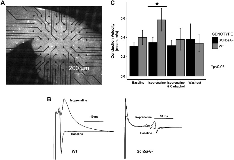 Fig. 2.