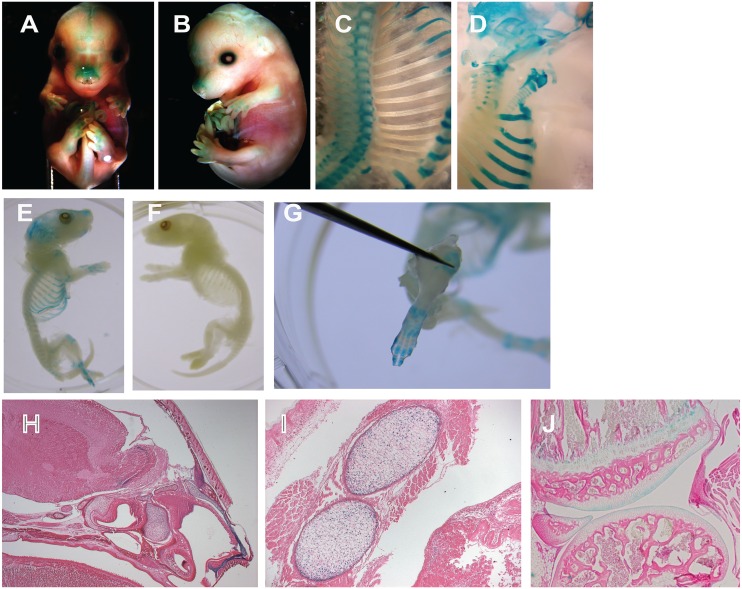 Fig 1