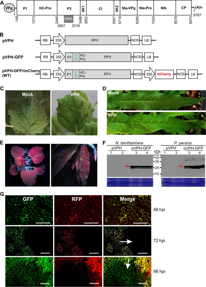 FIG 1