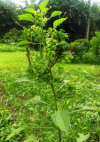 Fig. 1