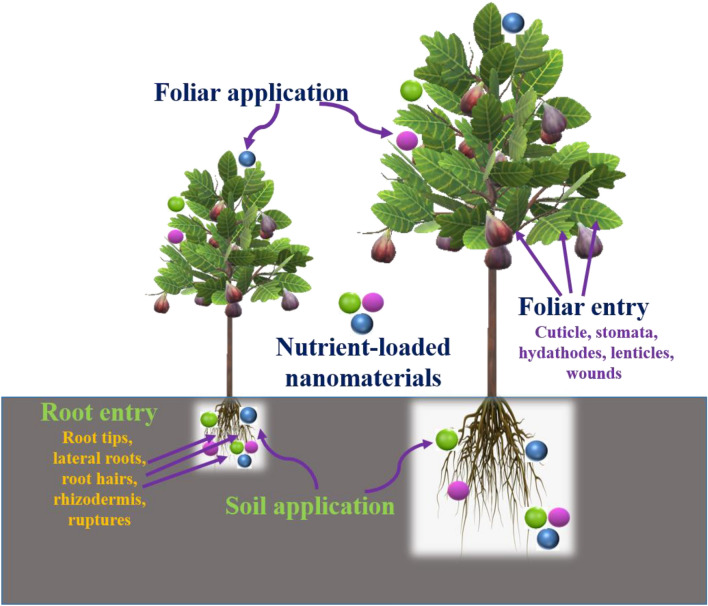 Fig. 1