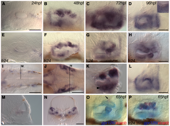 Fig. 6.