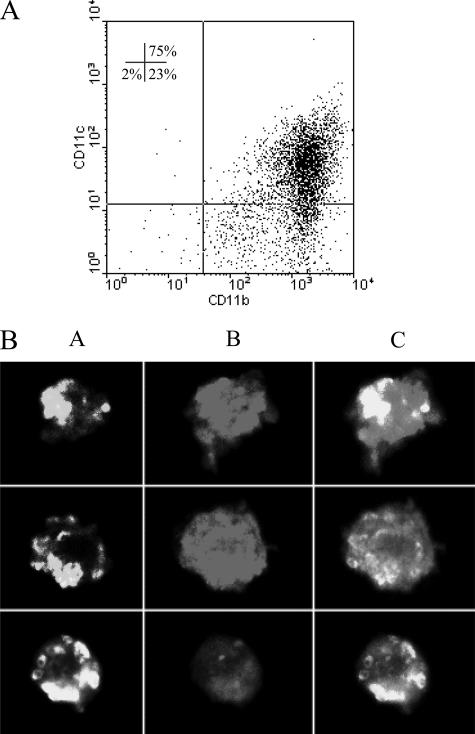 FIG. 1.