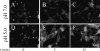 FIG. 2.