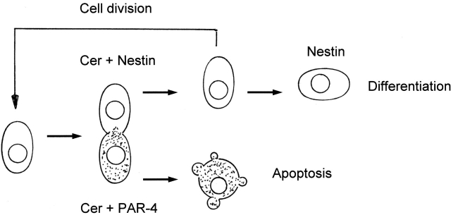 Figure 10.