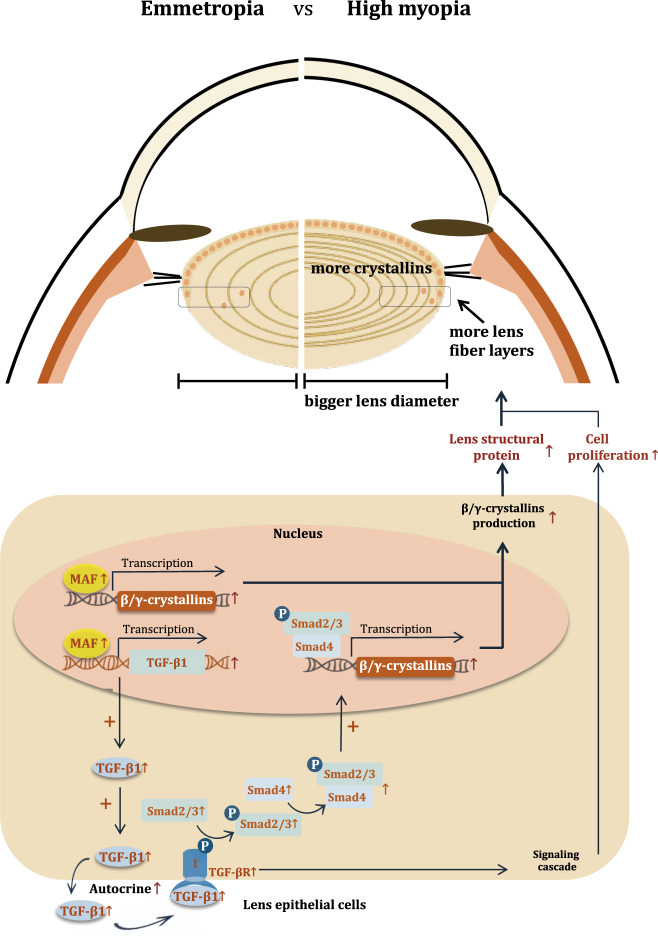 Fig. 10