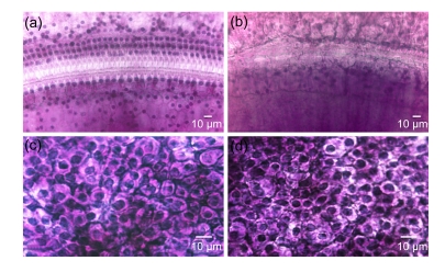 Fig. 5