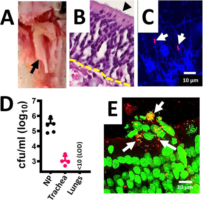 FIG 6