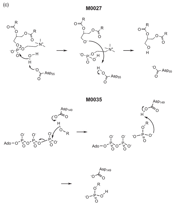 Figure 2(c)