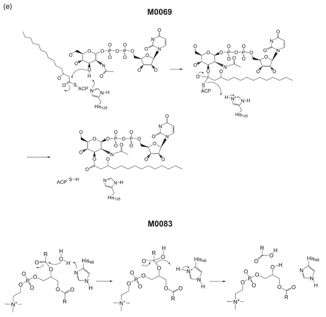 Figure 2(e)