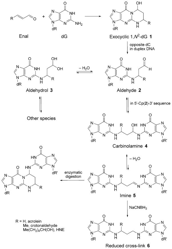 Scheme 6