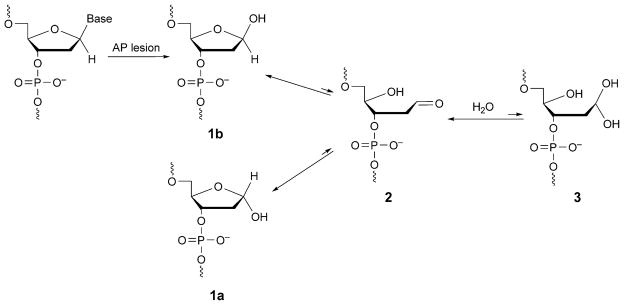 Scheme 3