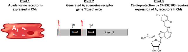 graphic file with name nihms-1519954-f0001.jpg