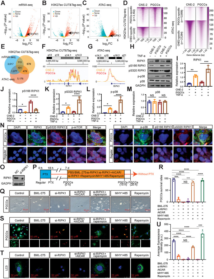 Figure 5. RIPK1 acts as a scaffold to promote PGCC survival by the AMPK-mTOR pathway. A–C, Volcano plot showing the log2-fold change (FC) vs.–log10 (P value) of differential mRNA expression (A), H3K27ac enrichment (B), and ATAC enrichment (C) identified between PGCCs and CNE-2 cells. Significantly up or down are selected according to P < 0.05. D, Heatmap of H3K27ac and ATAC signals at sites unique for PGCCs and CNE-2 cells. Signal density measured ±1 kb from the center regions is defined as tag density/bp. E, Venn diagram. F and G, H3K27ac CUT&Tag-seq signals (F) and ATAC-seq signals (G) at RIPK1 loci. H, Western blot analysis. I–M, Gray value analysis of Western blot. N, IF costaining in PGCCs and regular CNE-2 cells. O, Interference efficiency was detected by Western blot. P, Experimental design for investigating the role of autophagy in PGCC survival. Q, Rescue experiments for PGCC survival. R, Quantification of PGCC number. S, PGCCs viability analysis via LIVE/DEAD Viability assay. Scale bars, 50 μm. T, Endogenous LC3 puncta were detected using IF. U, Quantification of average fluorescence intensity per cell (one-way ANOVA). All data represent the mean ± SEM of at least three independent experiments. P values were calculated using one-way ANOVA. *, P < 0.05; **, P < 0.01; ***, P < 0.001; ****, P < 0.0001; NS, not significant. a.u., arbitrary units; mRNA-seq, mRNA sequencing; PTX, paclitaxel.