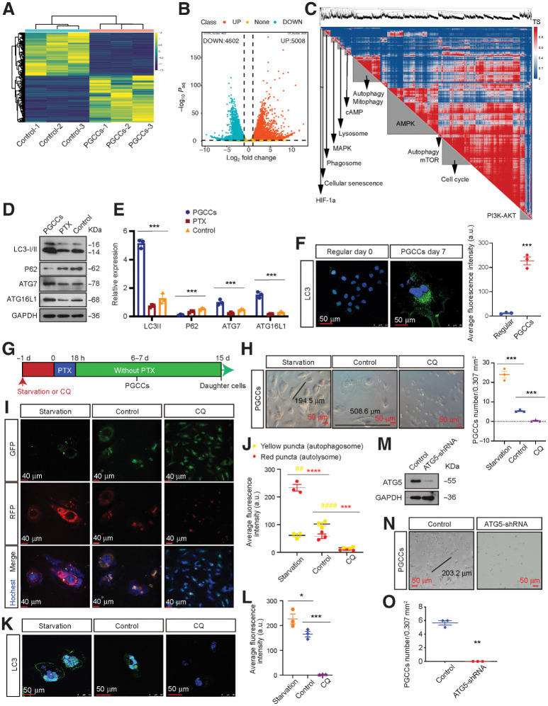 Figure 2. Autophagy is activated in PGCCs and promote PGCC formation. A, DEGs were identified using three independent RNA-seq experiments. B, Upregulated and downregulated DEGs. C, DEG genetic cosimilarity map. Representative pathways enriched in A cluster are shown on the diagonal axis (FDR < 1%). TS, topology similarity. D, Western blot analysis of autophagy-related genes levels. E, Gray value analysis of Western blot. F, Left, IF detection of endogenous LC3 puncta. Right, total number of endogenous LC3 puncta per cell (Student t test). G, Experimental design for investigating the role of autophagy in PGCC formation. H, Left, representative light microscopy images of PGCC formation. Right, quantification of PGCC number (one-way ANOVA). I, Detection of autophagic flux using the mRFP-GFP-LC3 reporter. J, Autophagic flux analysis (two-way ANOVA). K, IF detection of endogenous LC3 puncta. L, Quantification of average fluorescence intensity per cell (one-way ANOVA). M, Interference efficiency was detected by Western blot in cells transfected with lentiviral ATG5-shRNA or mock vector. N, Representative light microscopic images of PGCC formation. O, Quantification of PGCCs number using Student t test. All data represent the mean ± SEM of three independent experiments. P values were calculated using one-way ANOVA or Student t tests or two-way ANOVA. *, P < 0.05; **, P < 0.01; ***, P < 0.001; ****, P < 0.0001. a.u., arbitrary units; CQ, chloroquine.