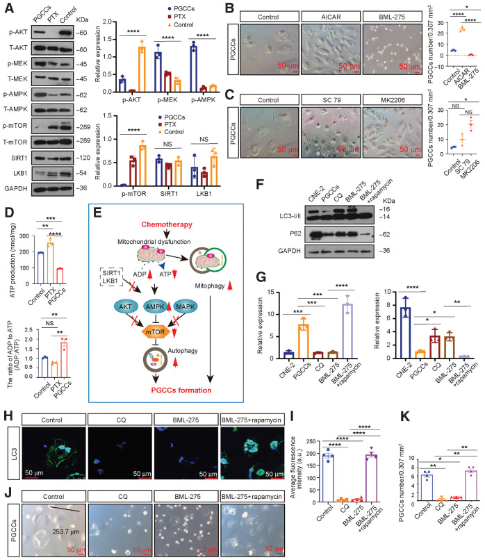 Figure 3. Autophagy activation promotes PGCC formation by activating AMPK-mTOR signaling. A, Left, Western blot analysis. Right, gray value analysis. B, Left, rescue experiments with PGCC formation. Right, quantification of PGCCs number. C, Left, rescue experiments with PGCC formation. Right, quantification of PGCCs number. D, Relative mitochondrial ATP production and cellular ADP:ATP ratio. E, Schematic overview. F, Western blot analysis. G, Gray value analysis of Western blot. H, Endogenous LC3 puncta were detected using IF. I, Quantification of average fluorescence intensity per cell (one-way ANOVA). J, Rescue experiments for PGCC formation using AMPK-mTOR signaling inhibitors. K, Quantification of PGCC number. All data represent the mean ± SEM of at least three independent experiments. P values were calculated using one-way ANOVA. *, P < 0.05; **, P < 0.01; ***, P < 0.001; ****, P < 0.0001; NS, not significant. CQ, chloroquine.
