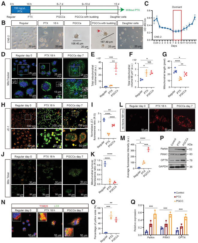 Figure 1. Morphologic characteristics, mitochondrial morphology, and function analysis of PGCCs. A, Experimental design for PGCC induction and daughter cell generation in vitro. B, Light phase contrast microscopy images of cells at the indicated time points. Arrow, the mononuclear daughter cells. C, The CCK8 assays were performed to measure cell proliferation. O.D., optical density. D, Mitochondrial morphology was visualized using MitoTracker. E and F, Mitochondrial volume/cell was measured in three fields per group, with three independent replicates. a.u., arbitrary units. G, Mitochondrial length was measured in five fields per group, with three independent replicates. H, Confocal microscopy of mitochondrial membrane potential change with JC-1. Red puncta, maintained mitochondria; green puncta, depolarized mitochondria. I, The quantification of JC-1 results. J, Mitochondrial turnover visualized by MitoTimer transfection and labeling. K, The histogram shows the ratiometric quantification of three independent experiments of 30 cells per group. R:G, red:green. L, Fluorescent images of cells transfected with plasmid mt-Keima (mitophagy reporter). M, Quantification of average fluorescence intensity, with three independent replicates of 30 cells per group. N, IF costaining of TOM20 and LC3. Blue, nucleus; red, TOM20; green, LC3. O, Quantification of the percentage of yellow area. P, Western blot analysis. Q, Gray value analysis of Western blot. All data represent the mean ± SEM of at least three independent experiments. P values were calculated using one-way ANOVA. *, P < 0.05; **, P < 0.01; ***, P < 0.001; ****, P < 0.0001; NS, not significant. PTX, paclitaxel.