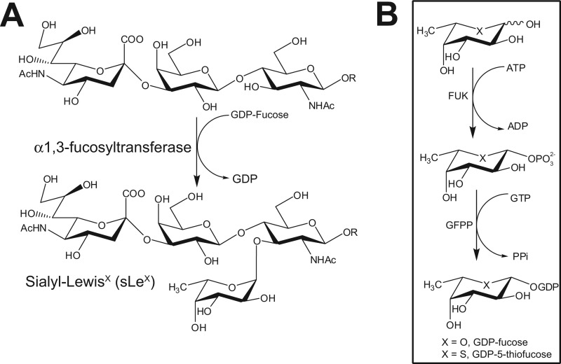 FIGURE 1.