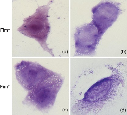 Fig. 1. 