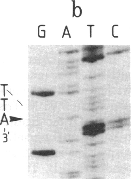 graphic file with name pnas00444-0219-a.jpg