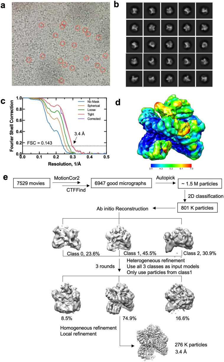 Figure 3—figure supplement 1.