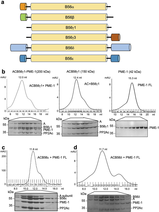 Figure 1—figure supplement 1.