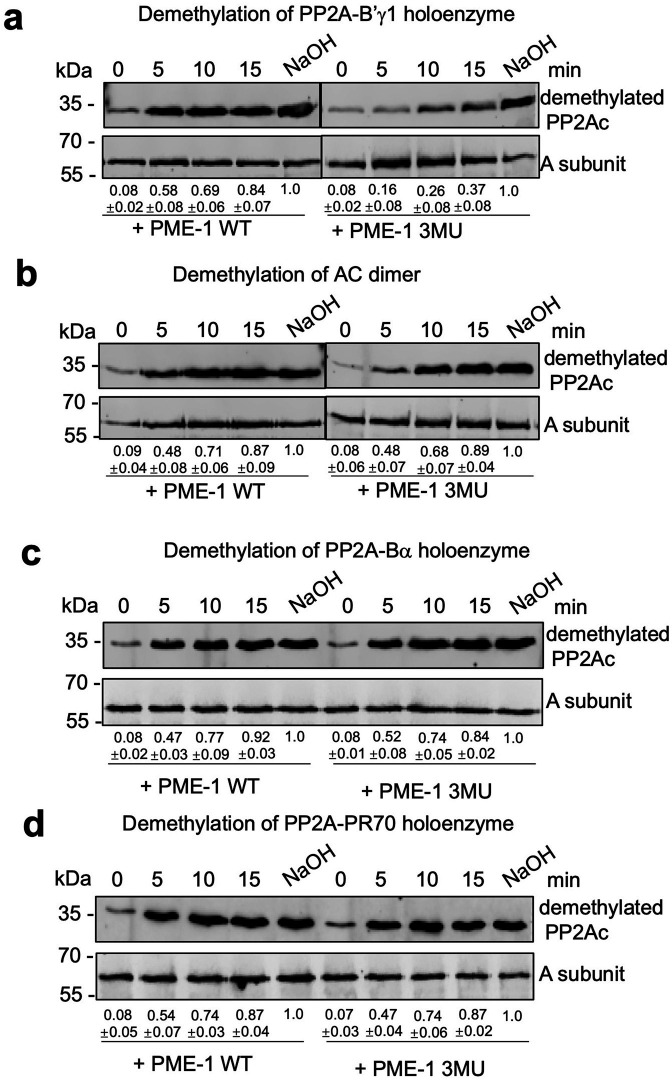 Figure 5—figure supplement 1.