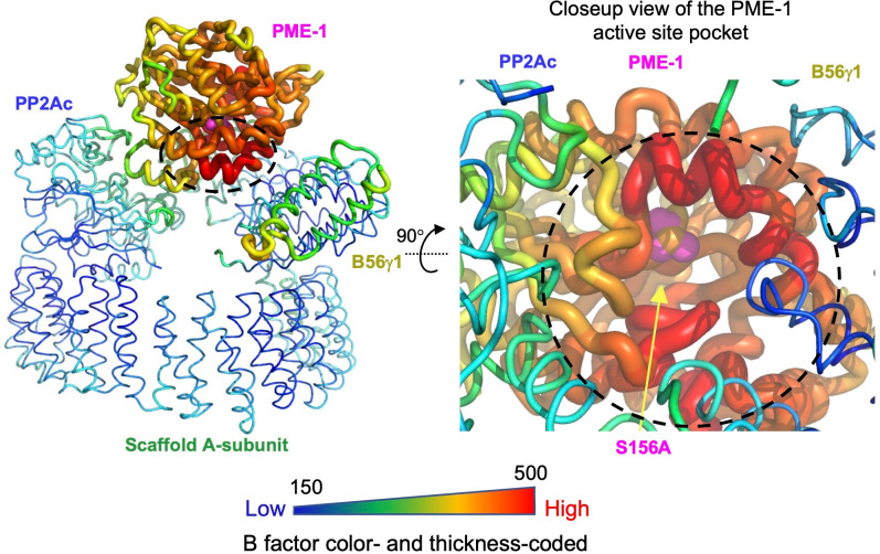 Figure 5—figure supplement 2.