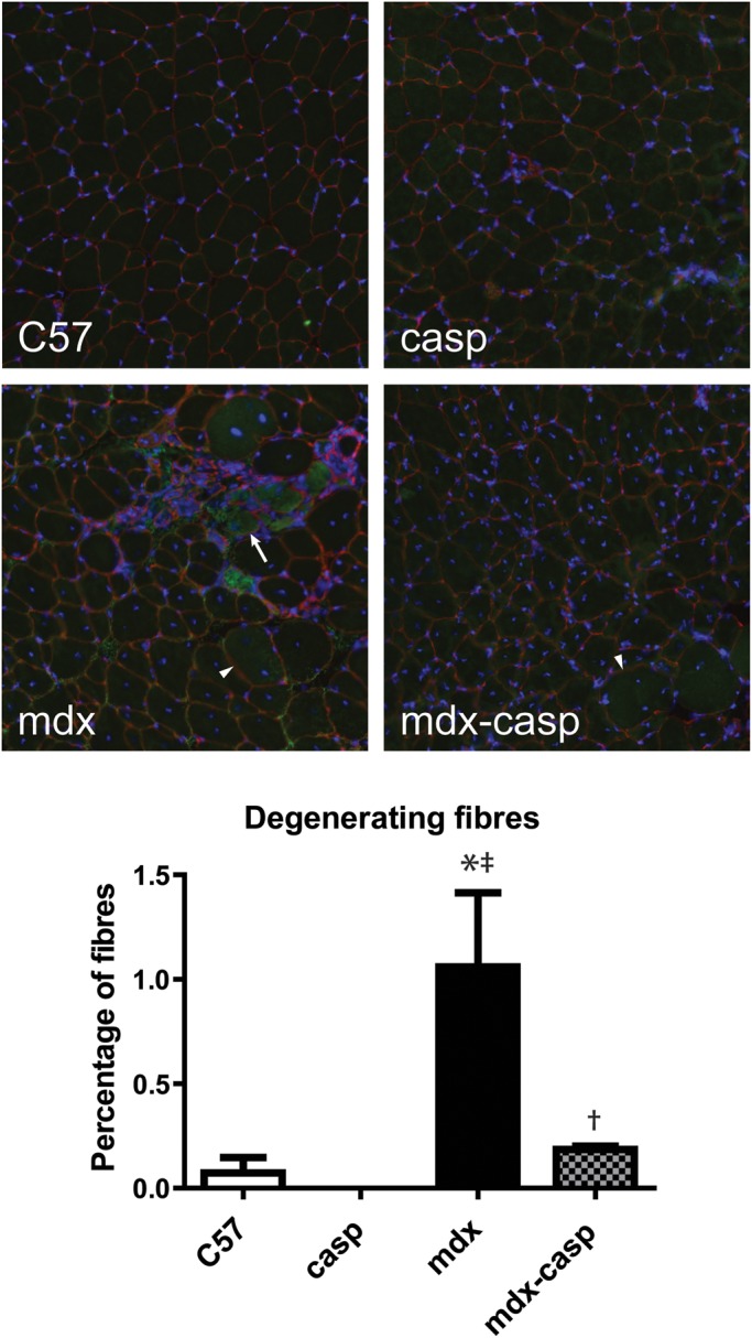 Figure 13.