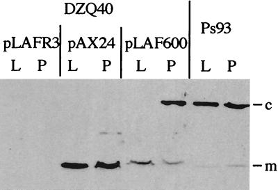 FIG. 5