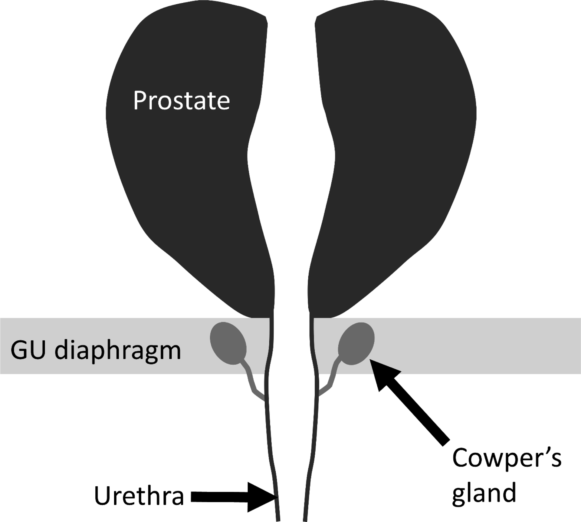Figure 1:-