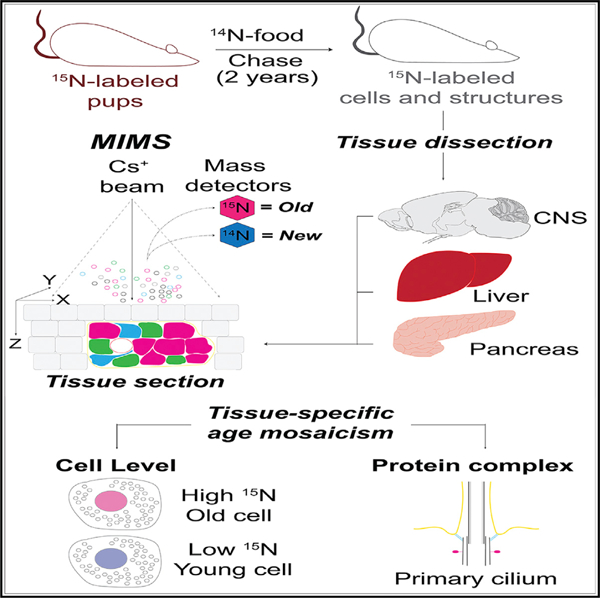 graphic file with name nihms-1576358-f0001.jpg