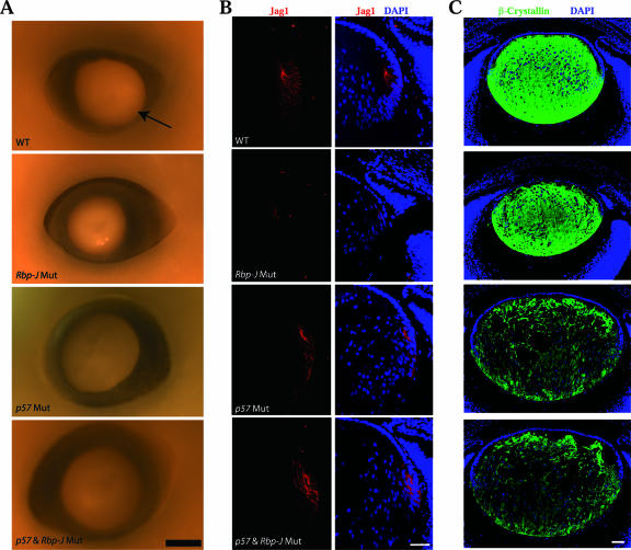 FIG. 9.