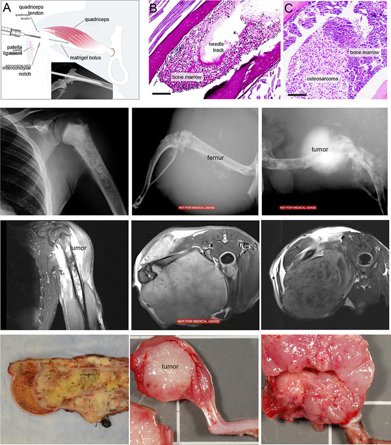 FIGURE 1: